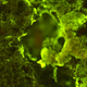 Sphingomonas desiccabilis, the bacterium capable of “biomining” rare-earth elements from basalt rock. The microbes were stained to fluoresce in green.